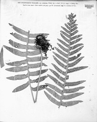 Polypodium vulgare image